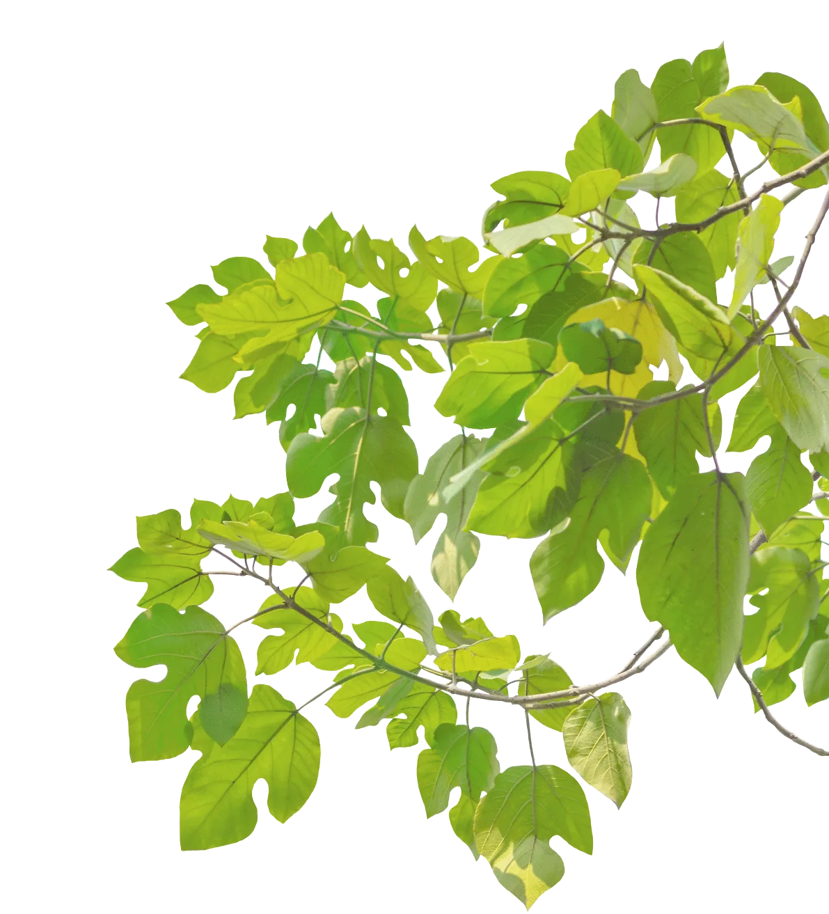 leaves